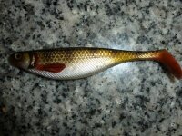 WESTIN Shad Teez 160mm Farbe: Crystal Perch  